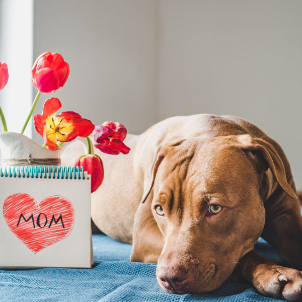 Pet Moms: We Celebrate You Too🎁