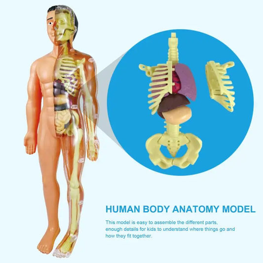 3D Human Torso Anatomy Model